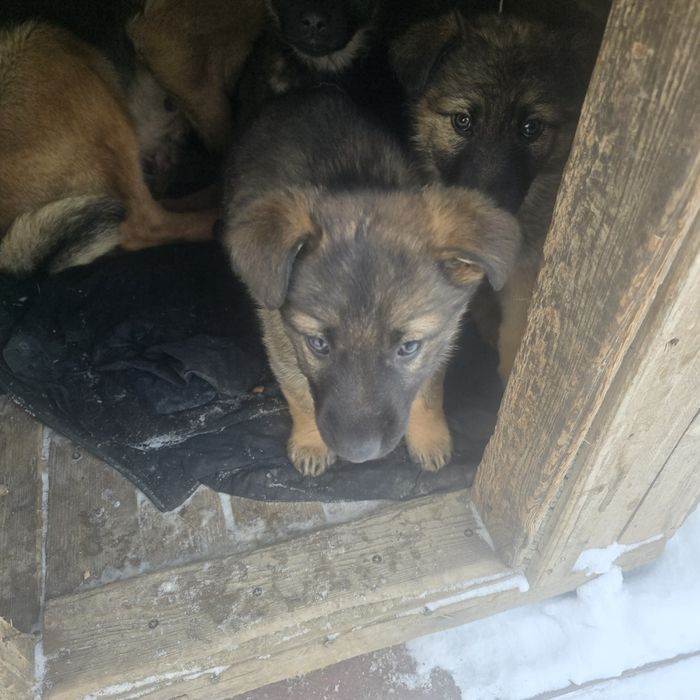 Щенят ищут новых хозяинов