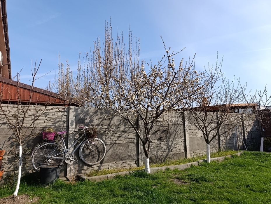 Toaletare pomi fructiferi tundere gard viu și tuia tundere gazon