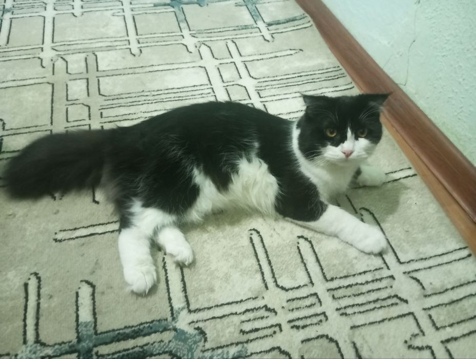 Срочно вислоухий котик  в хорошие руки  черный Белый