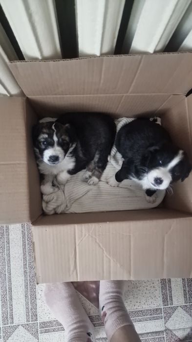 Щенки в добрые руки