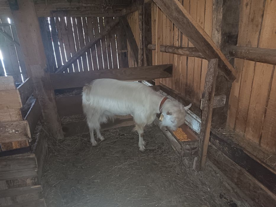 Vând țap de un an!