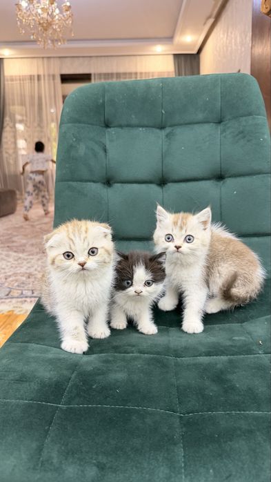Продаются породитстые котята 2х месячные