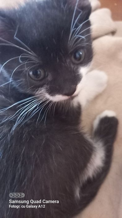 Motaneii 6 săptămâni