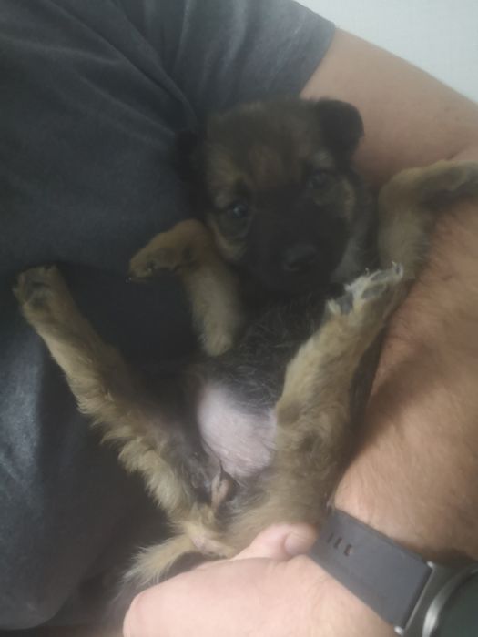 Щенок на пристройство