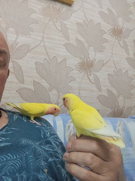 Продаю ручных попугаев неразлучников