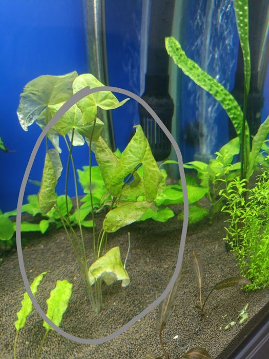 Аквариумные растения