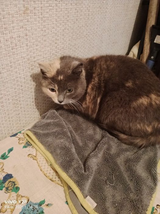 Отдам кошку в хорошие руки