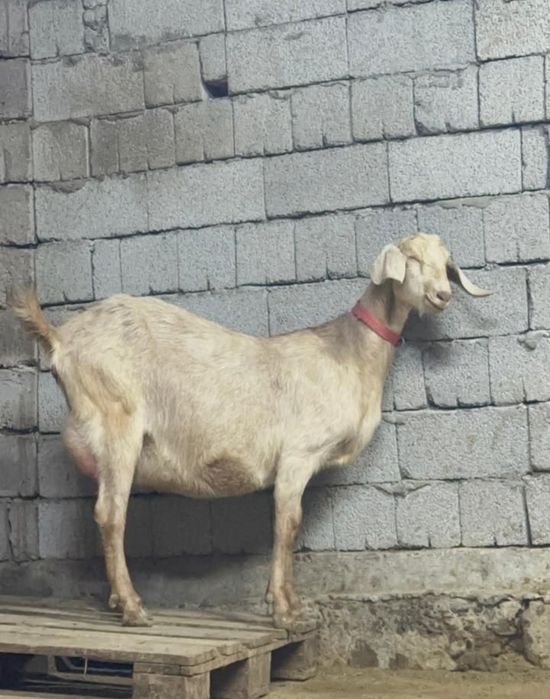 Англонубиская ешкі сауынды