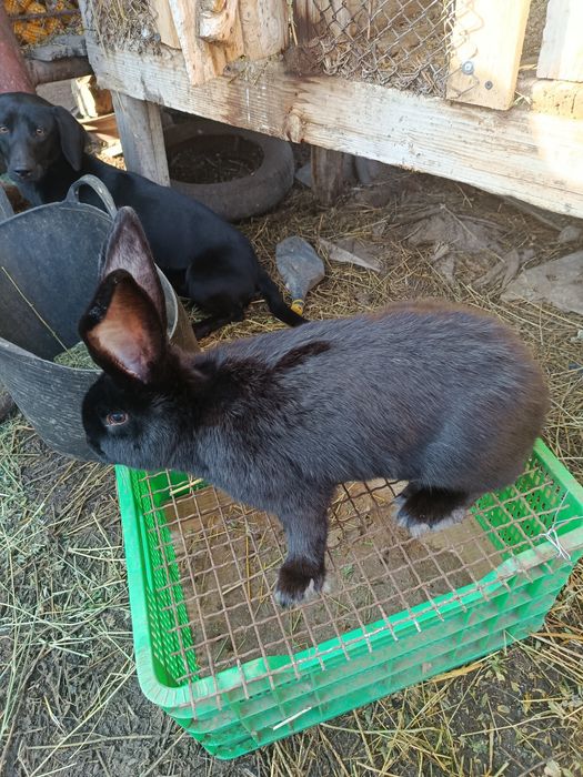 Vand iepuri fluture german Janet