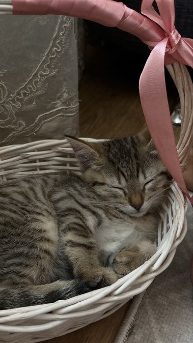 Котенки двое , мальчик и девочка