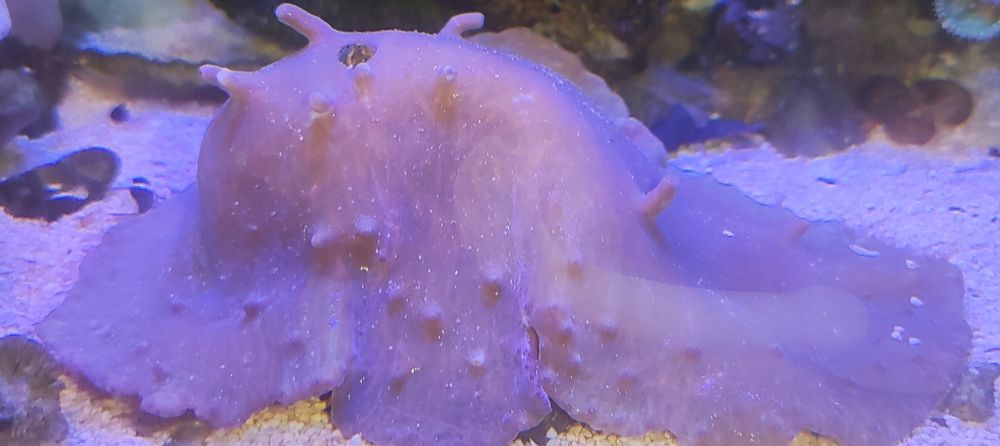 Морские кораллы и хетаморфа.