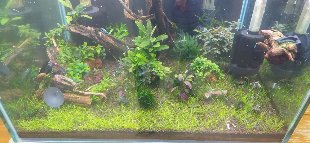 Креветки каридины тайваньские пчёлы (аквариумные)