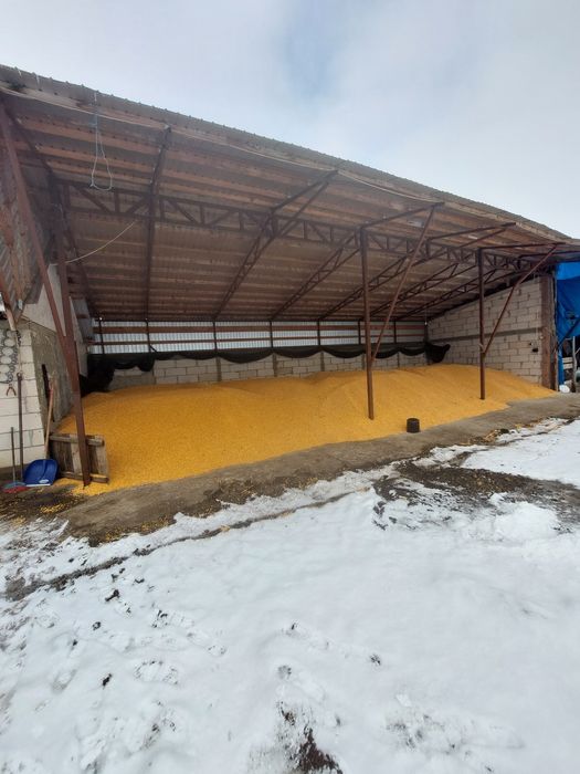 Porumb boabe de vanzare