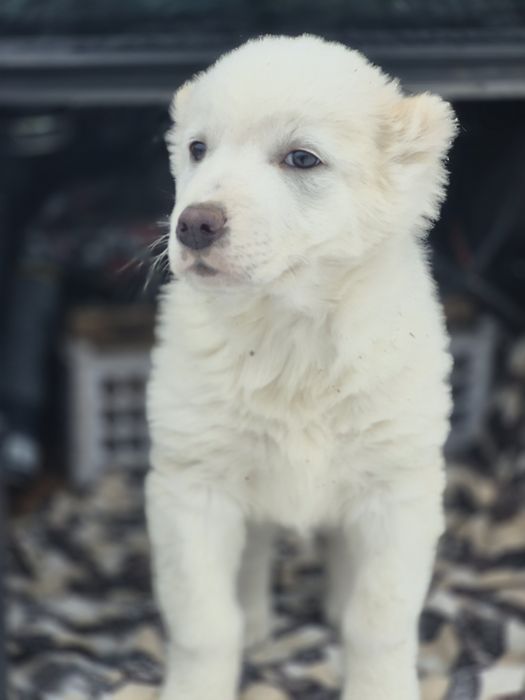 Алабай девочка .