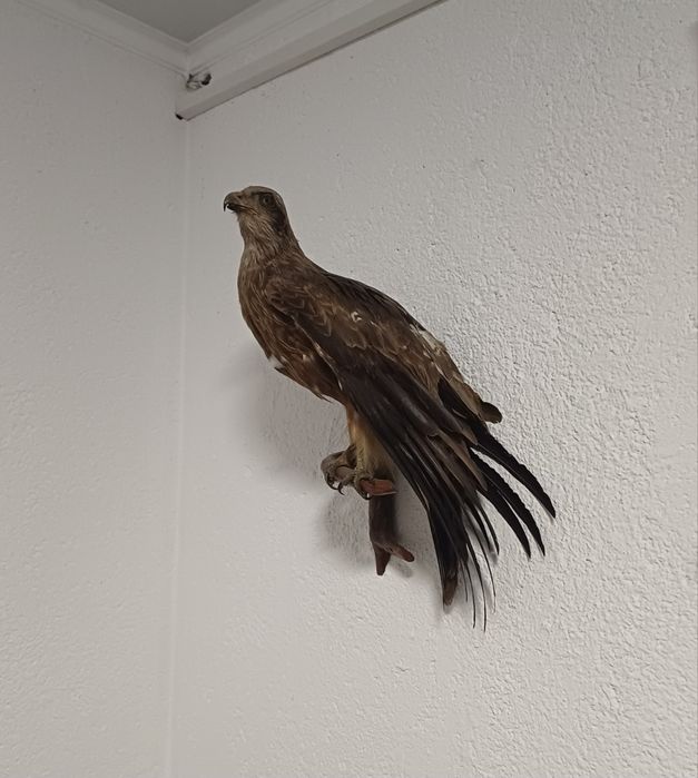 Продам мидальоны