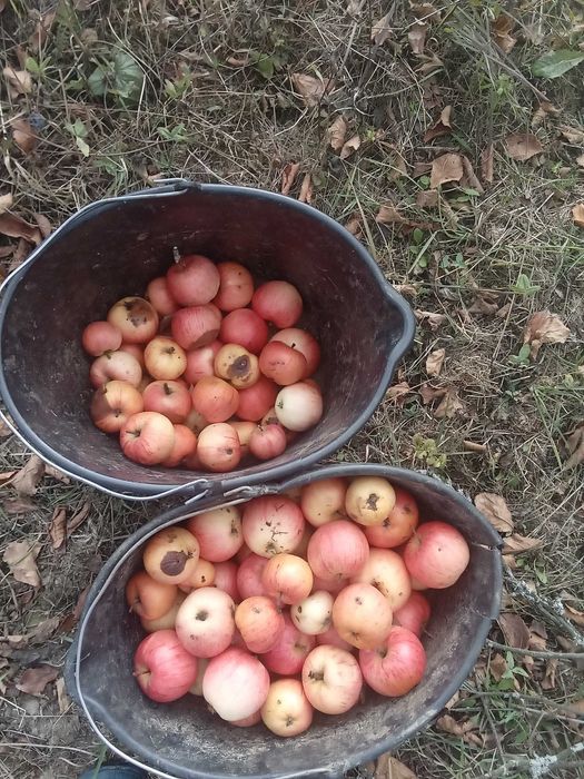Vând mere pe țuică