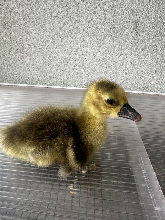 продаются Гусята