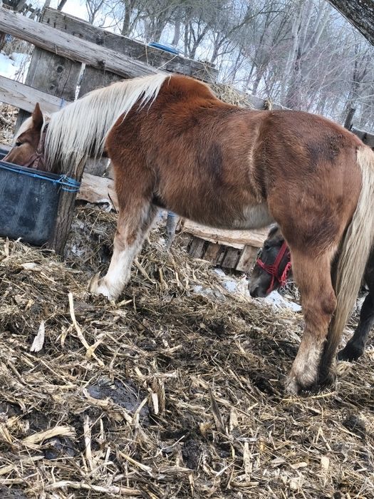 Vând Mânză și un mânz schimb cu vaci vitei