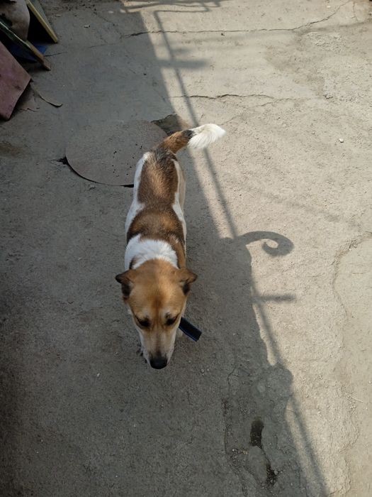 Отдам в добрые руки