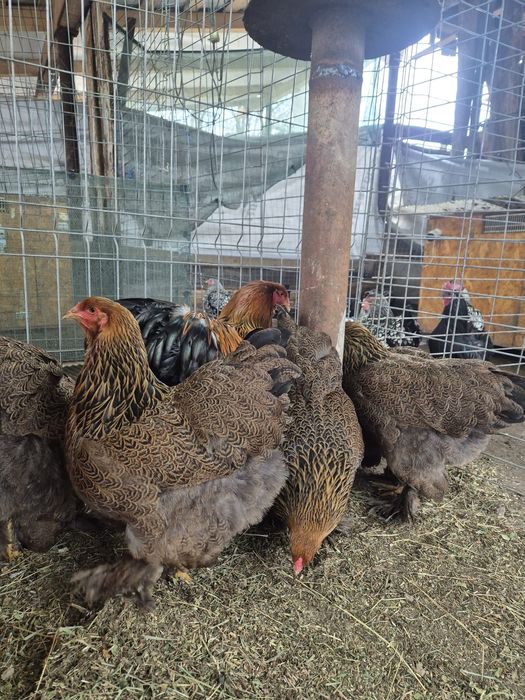 Ouă de incubat. Wyandotte, Ayam Cemani, Brahma, Araucana