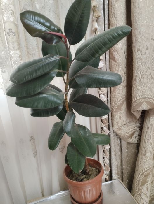 Ofis va uy uchun gullar