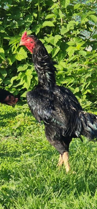 Продается чистокровный петух породы Шамо с курами
