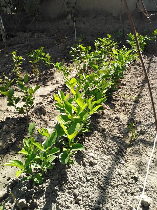 Лимон кучат  сотилади