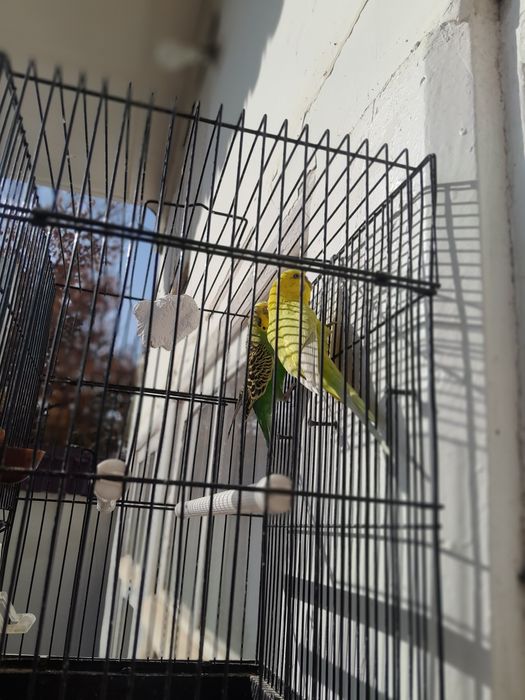 Valnisti Para 230000 so'm