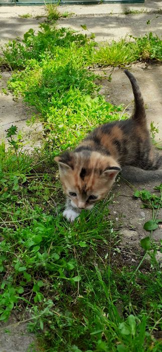 ПОДАРЯВАМ КОТЕНЦА НА ЕДИН МЕСЕЦ