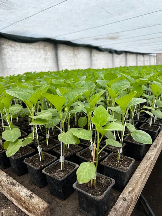 Rasaduri legume - rosii, ardei, castraveti, vanata