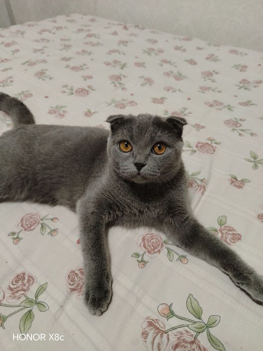 Кошка британская вислоухая