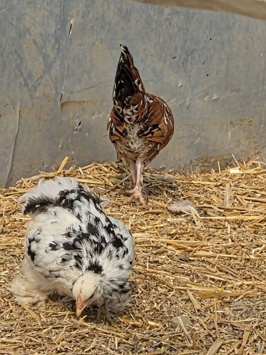 Cochinchina pitic 3 și 4 luni si pitice
