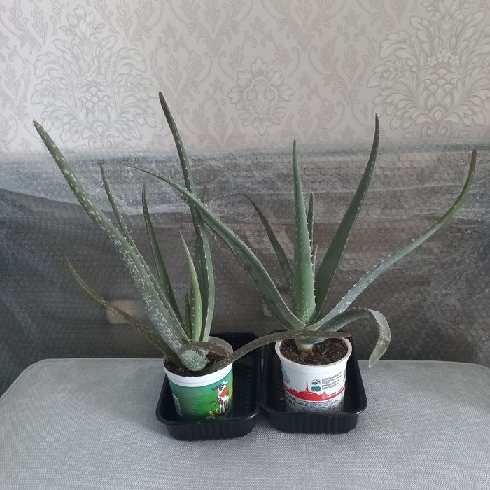 Продам излишки комнатных растений