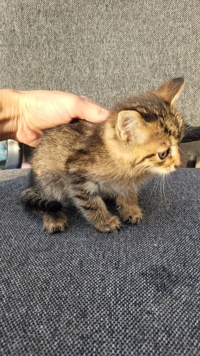 Ищу дом милым котятам