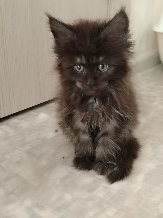 Котята из питомника