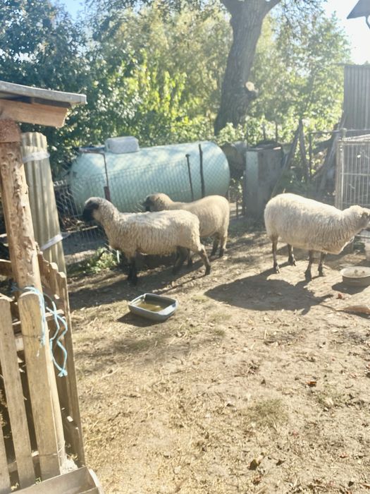 Vând 2 oi gestante rasă de  carne