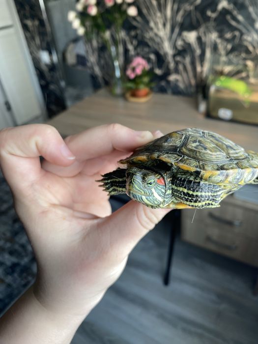 Черепаха коаснокхая 1,7 года