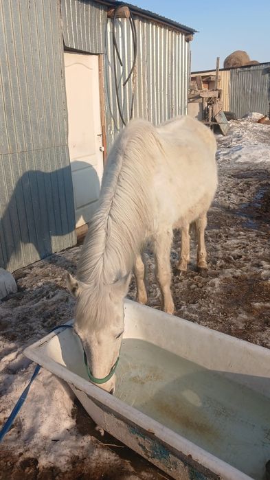 Буаз бие сатам 2 бас