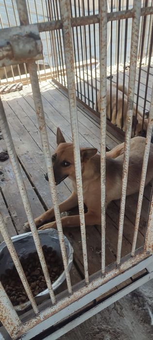 Овчарки выбор очень большой в отлове