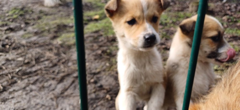 Donez cățeluși talie mica