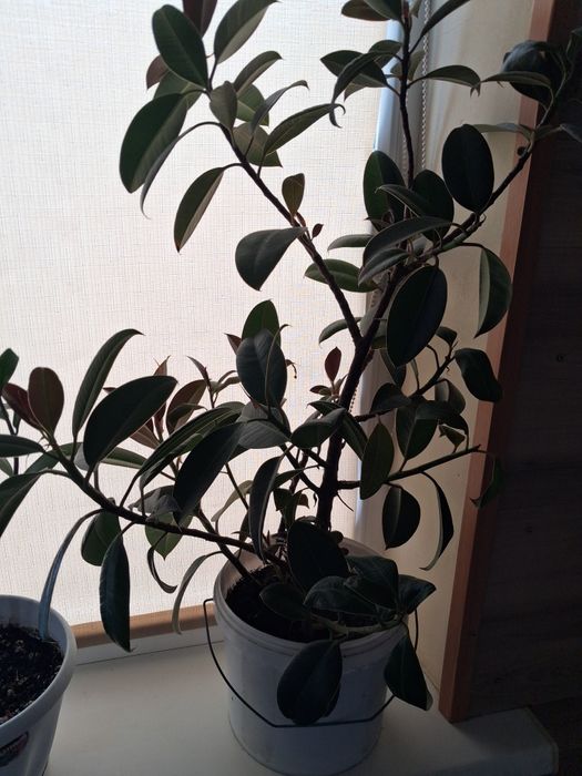 Продам цветы красивые.