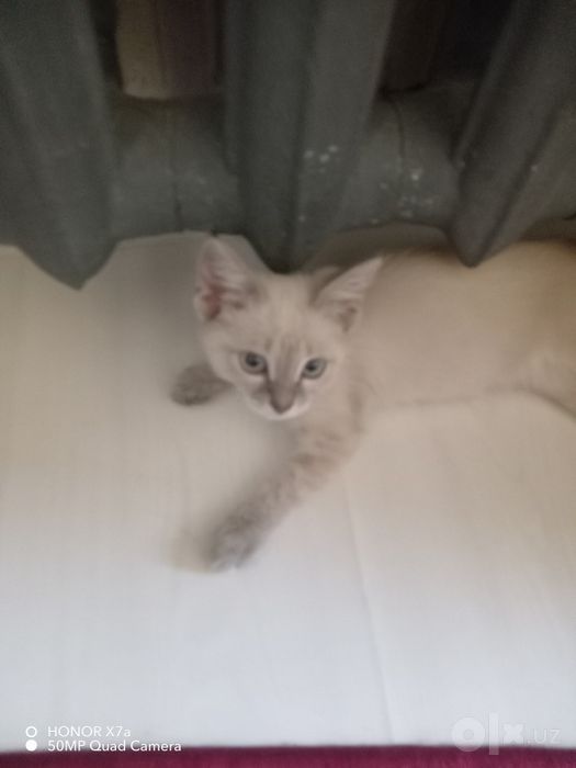 Кошка. продоётся