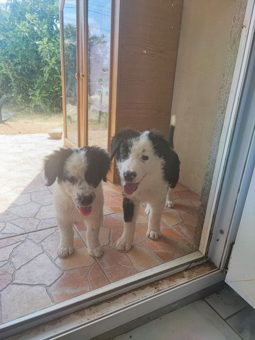 Cățeluși dați la adoptie