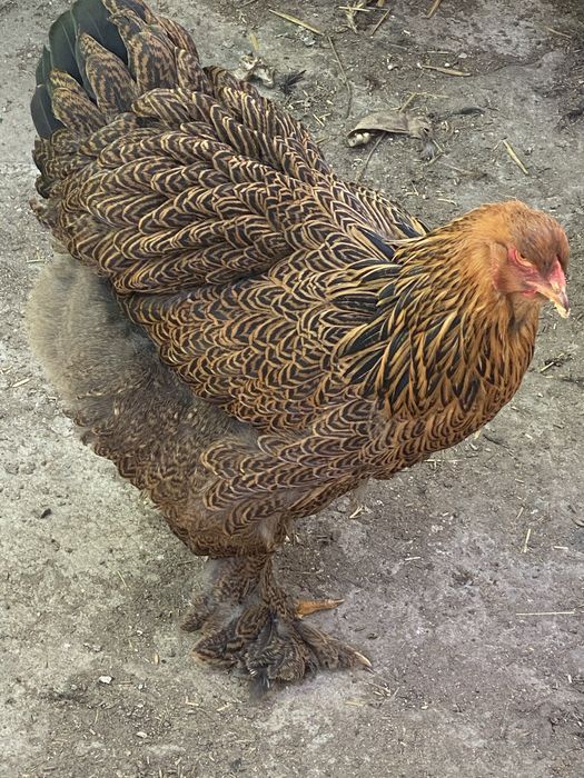 Oua brahma potarnichiu