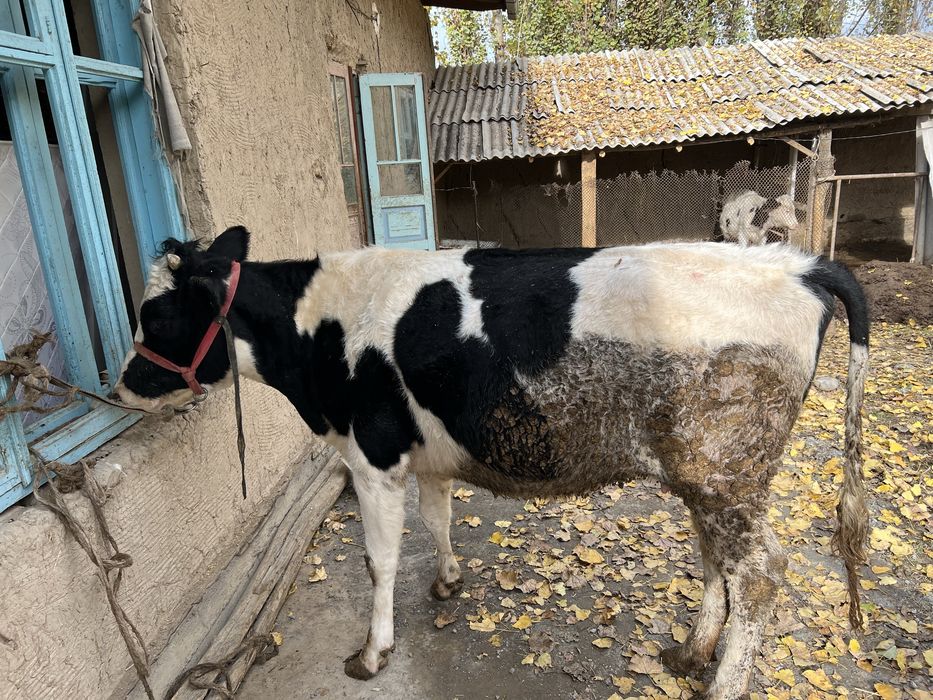 Sigir sotilad Yosh 1 ta tuqqan