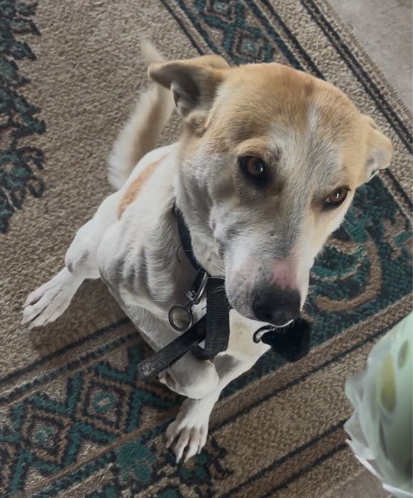 собака.  1.5 года