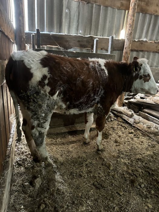 Продам телачку 123456