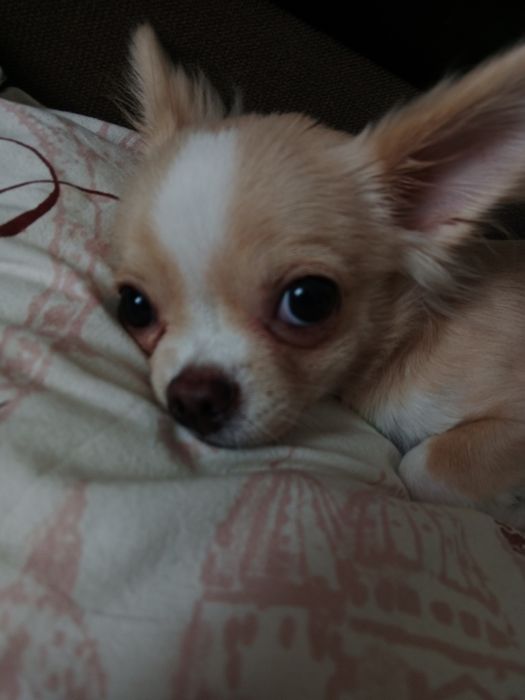 Чихуахуа  7 месецов