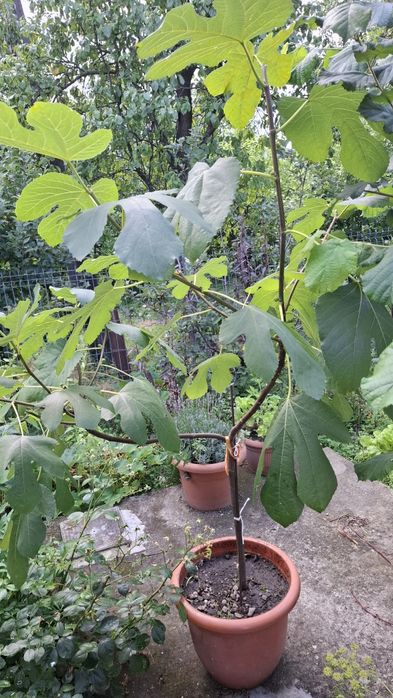 Smochin soiul svinita 3 ani