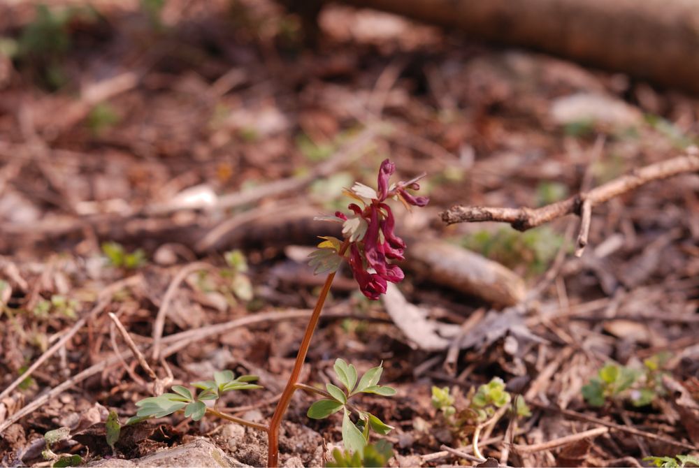 Fotograf evenimente/portrete